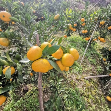 蜜橘