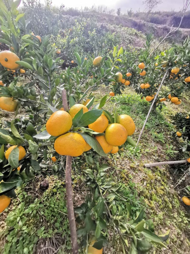 蜜橘