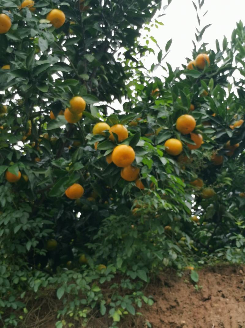 蜜橘