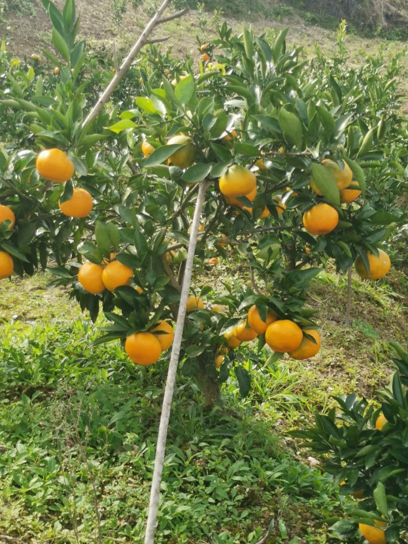蜜橘