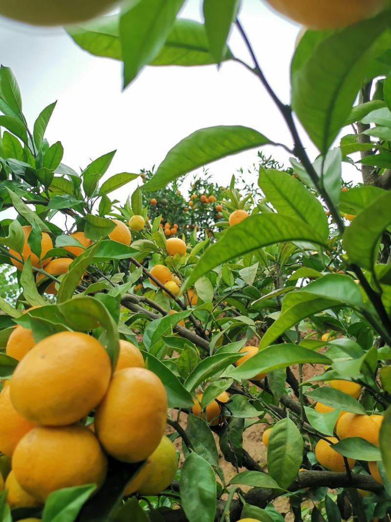 蜜橘