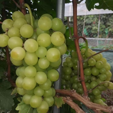 葡萄苗，阳光玫瑰葡萄苗，夏黑，3309...5BB砧木的