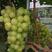 葡萄苗，阳光玫瑰葡萄苗，夏黑，3309...5BB砧木的