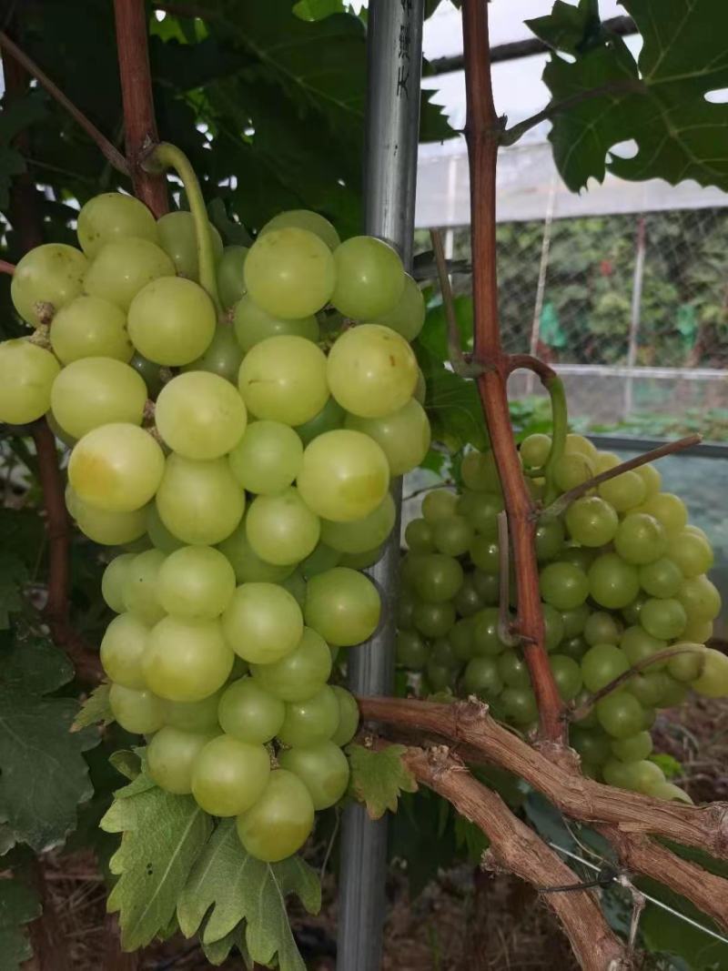 葡萄苗，阳光玫瑰葡萄苗，夏黑，3309...5BB砧木的