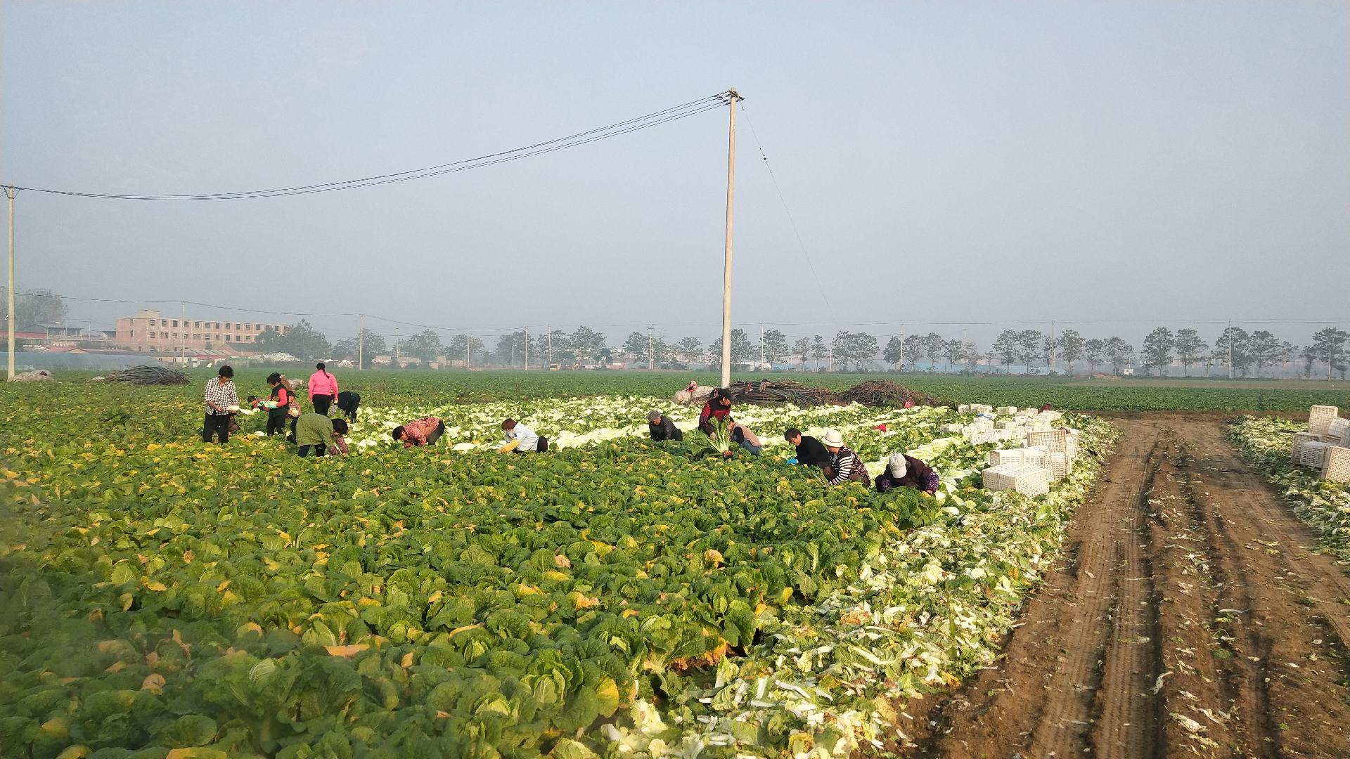 张北娃娃菜采收现场