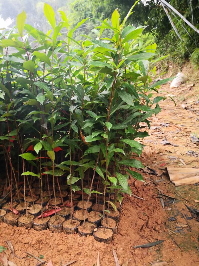 精品山杜英小苗（袋苗）