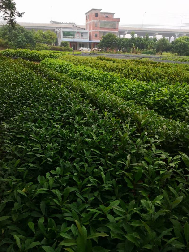 精品山杜英小苗（袋苗）