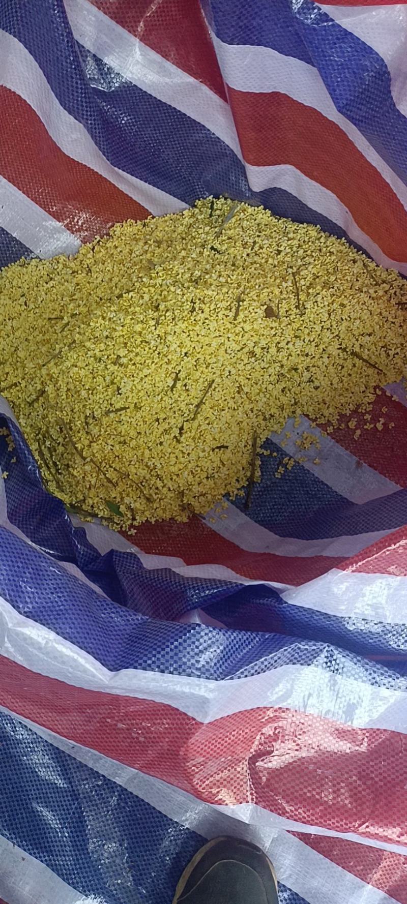 桂花，干桂花，桂花干，桂花20公分，10公分，桂花鲜花