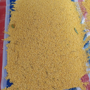 桂花，干桂花，桂花干，桂花20公分，10公分，桂花鲜花