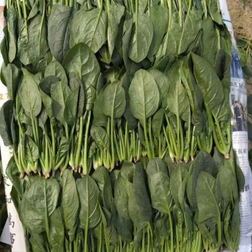 【热卖】山东大叶菠菜产地直发可视频看货欢迎选购