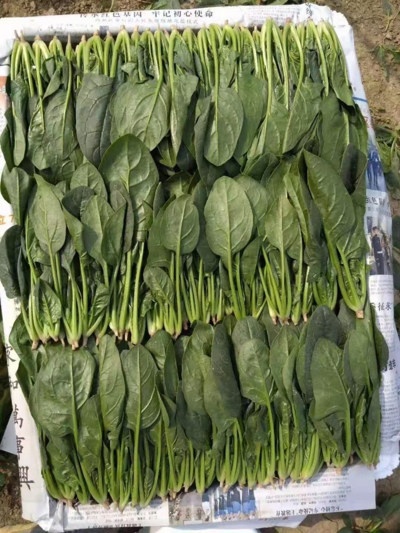 【热卖】山东大叶菠菜产地直发可视频看货欢迎选购