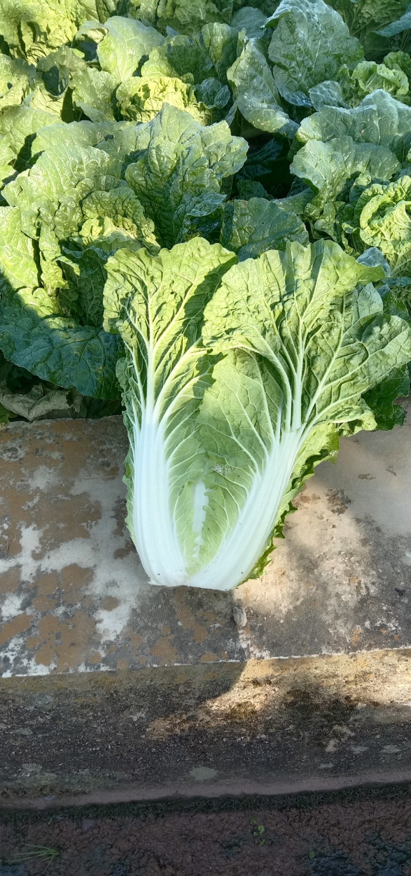 云南白菜，德高117