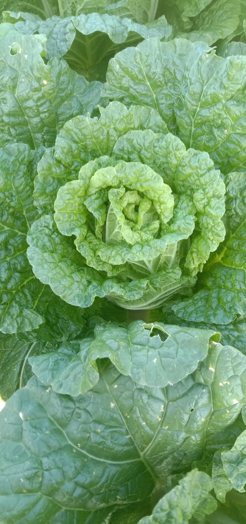 云南白菜，德高117