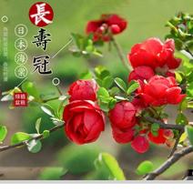 长寿冠海棠花红色重瓣盆栽苗庭院阳台观花盆景冬季花卉植物