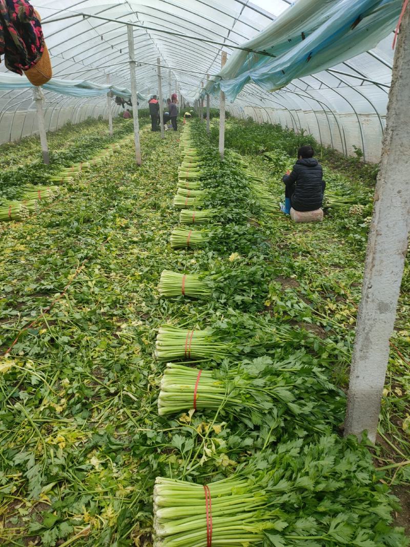 西芹，砀山西芹，玻璃脆，文图拉，一手货源，保证质量。