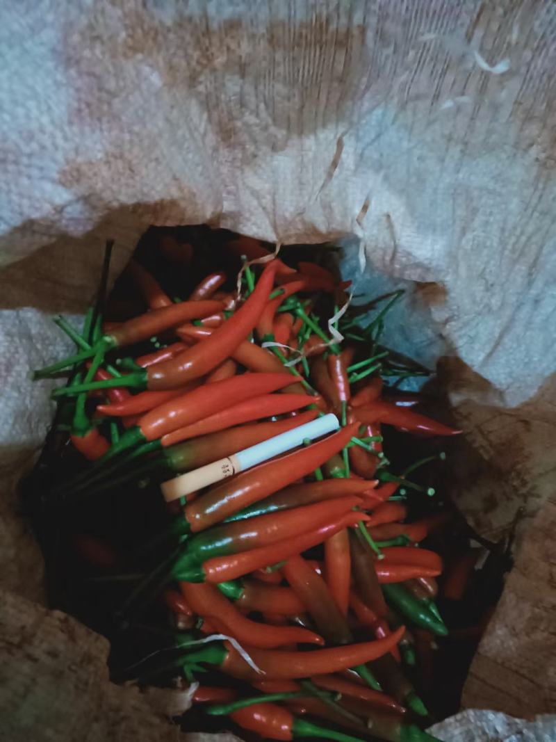 小米辣，鲜货现摘现发