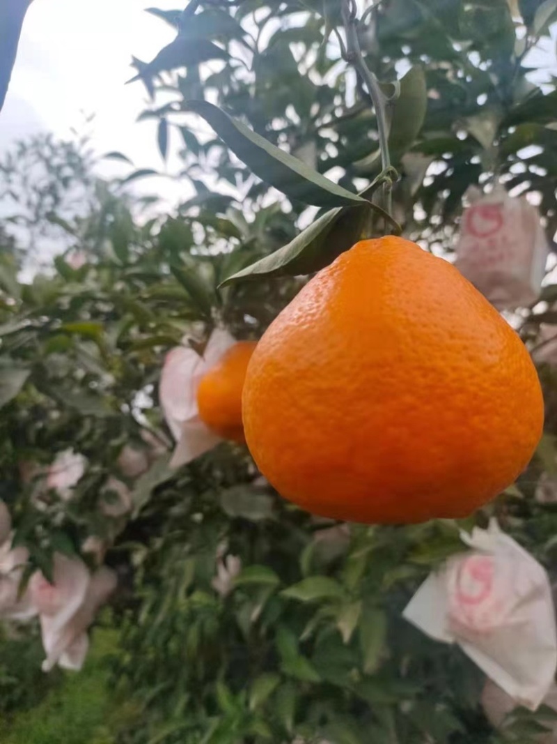 大量有货高次大量批发一手货源