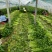 【芹菜】砀山大棚芹菜基地，一手货源保证质量，量大从优
