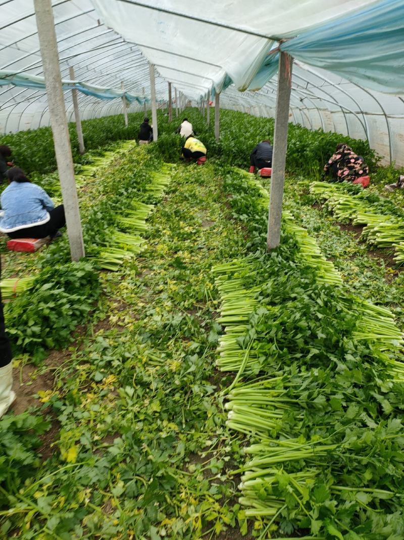 【芹菜】砀山大棚芹菜基地，一手货源保证质量，量大从优