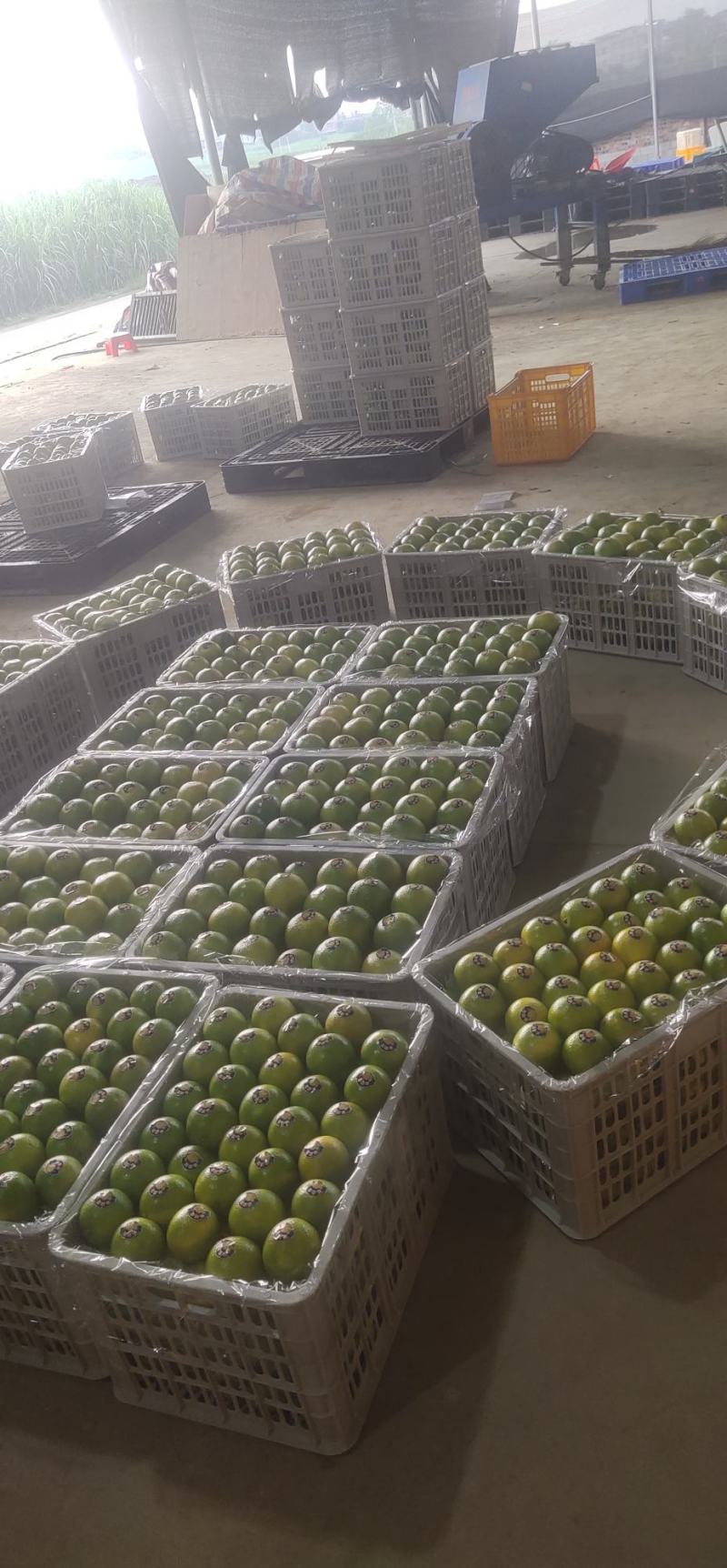 红江橙精品货市场电商平台走货的来联系。本人什么水果都做