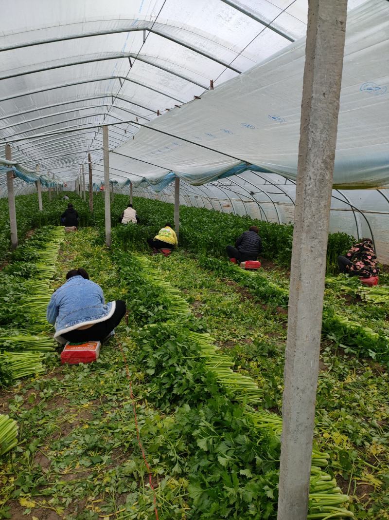 【芹菜】砀山大棚芹菜基地，一手货源保证质量，量大从优
