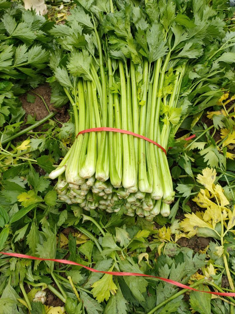 【芹菜】砀山大棚芹菜基地，一手货源保证质量，量大从优