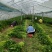 【芹菜】砀山大棚芹菜基地，一手货源保证质量，量大从优