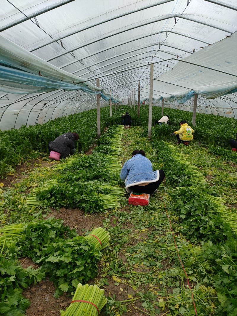 【芹菜】砀山大棚芹菜基地，一手货源保证质量，量大从优