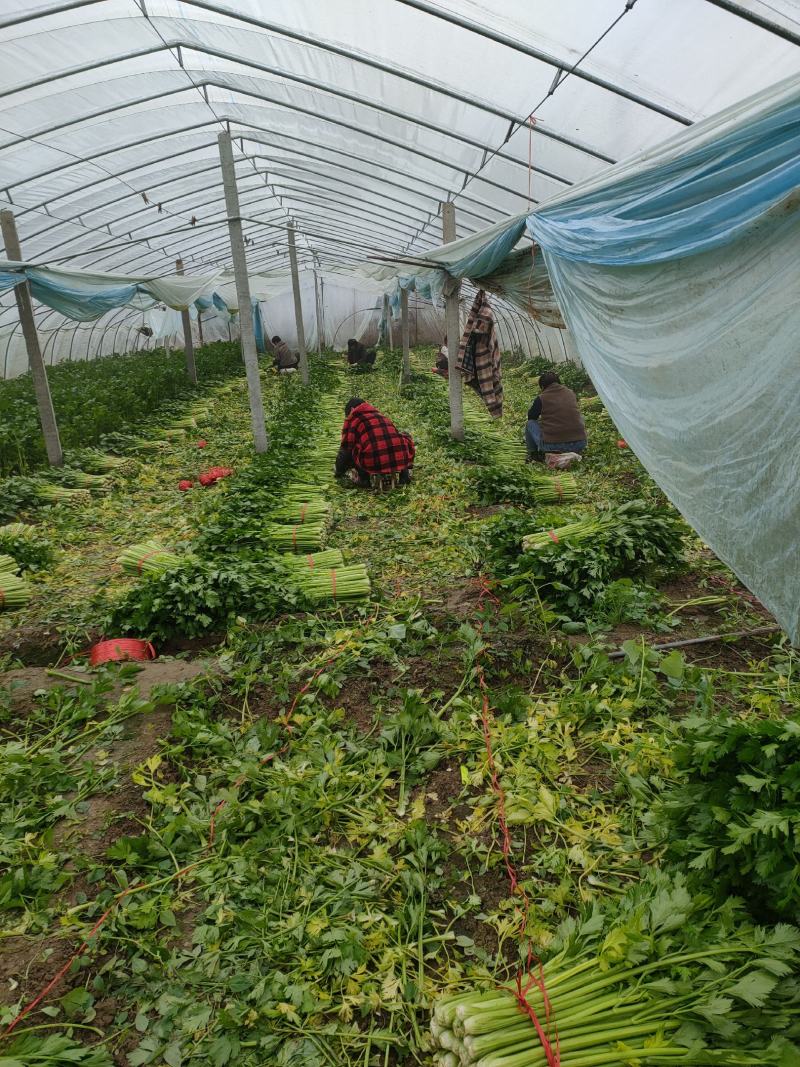 【芹菜】砀山大棚芹菜基地，一手货源保证质量，量大从优