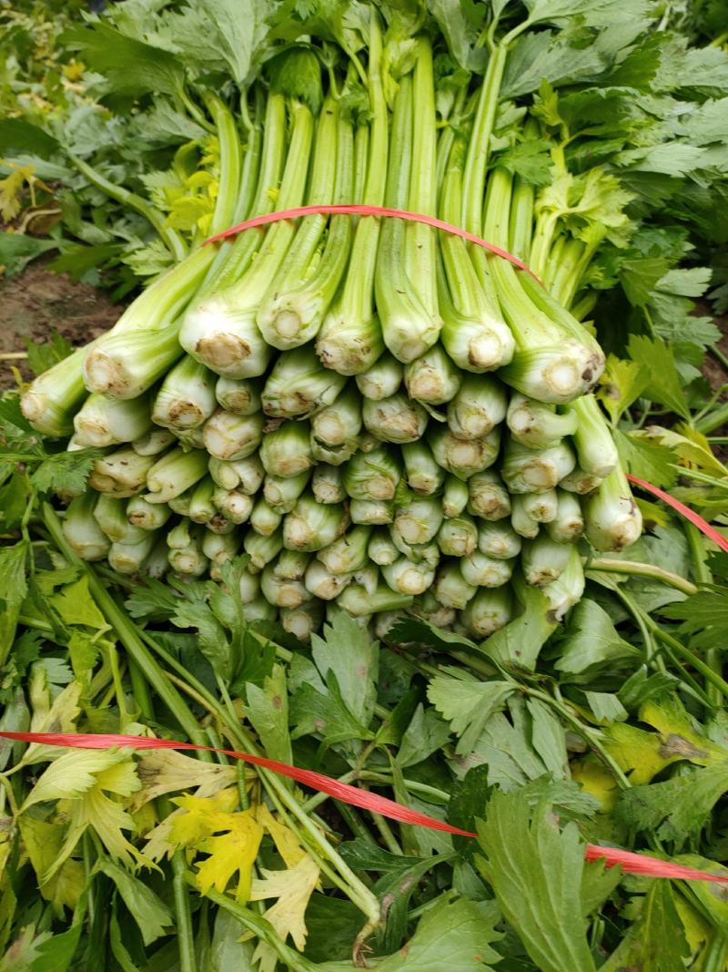 【芹菜】砀山大棚芹菜基地，一手货源保证质量，量大从优