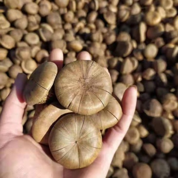风流果