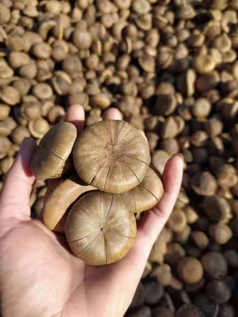 风流果