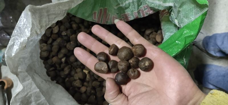 全干手摘果籽