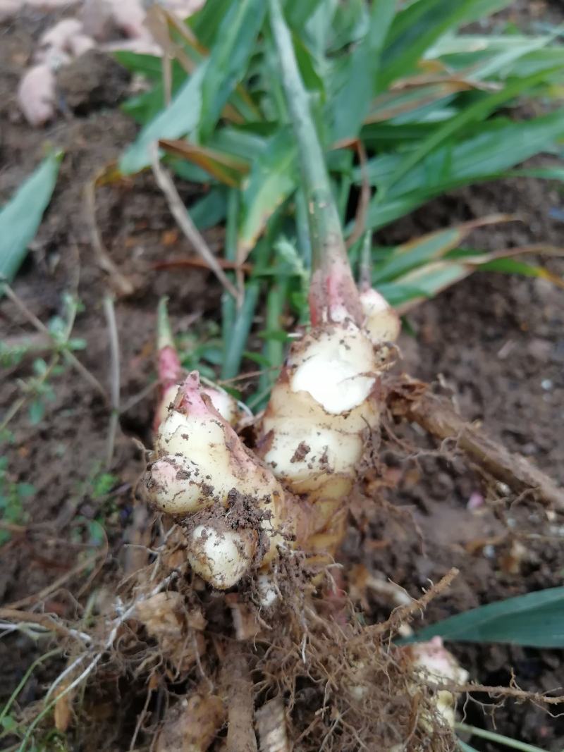 高山白姜，肉姜