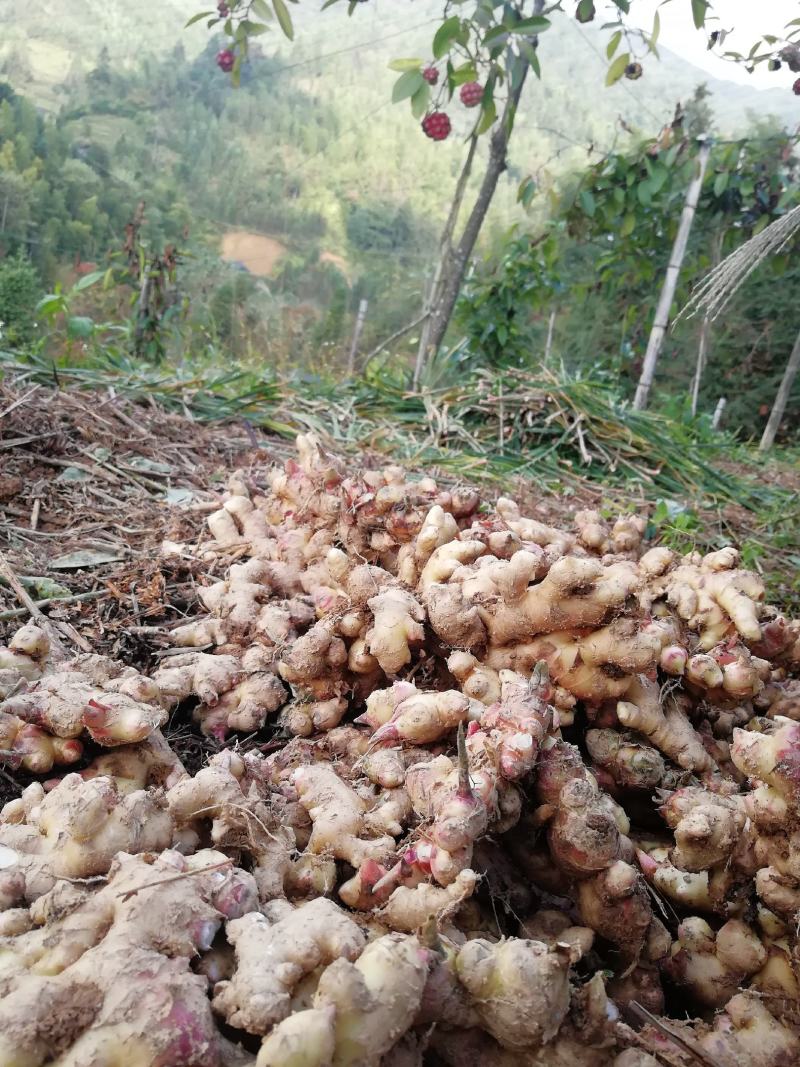 高山白姜，肉姜