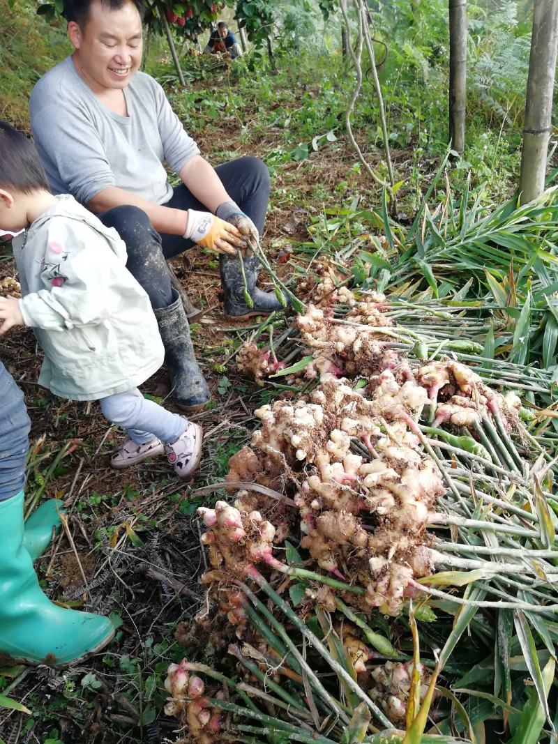 高山白姜，肉姜