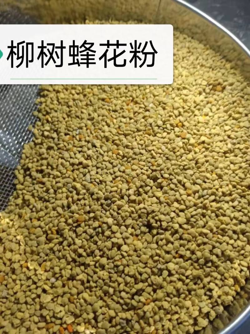 黄柏蜂花粉，深山树粉