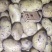 土豆内蒙黄心土豆兴佳荷兰尤金黄金薯V7西森