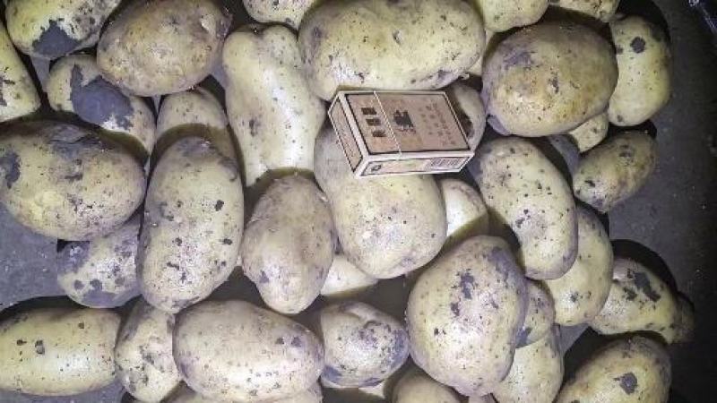 土豆内蒙黄心土豆兴佳荷兰尤金黄金薯V7西森