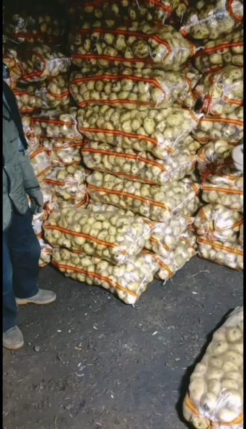 土豆内蒙黄心土豆兴佳荷兰尤金黄金薯V7西森