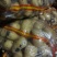 土豆内蒙黄心土豆兴佳荷兰尤金黄金薯V7西森