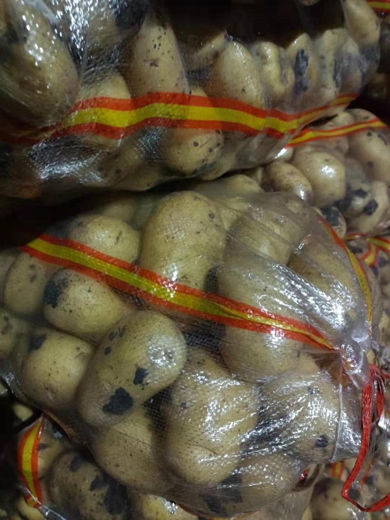 土豆内蒙黄心土豆兴佳荷兰尤金黄金薯V7西森