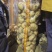 土豆内蒙黄心土豆兴佳荷兰尤金黄金薯V7西森
