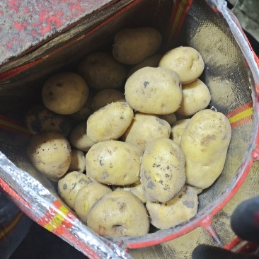 土豆内蒙黄心土豆兴佳荷兰尤金黄金薯V7西森