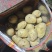 土豆内蒙黄心土豆兴佳荷兰尤金黄金薯V7西森