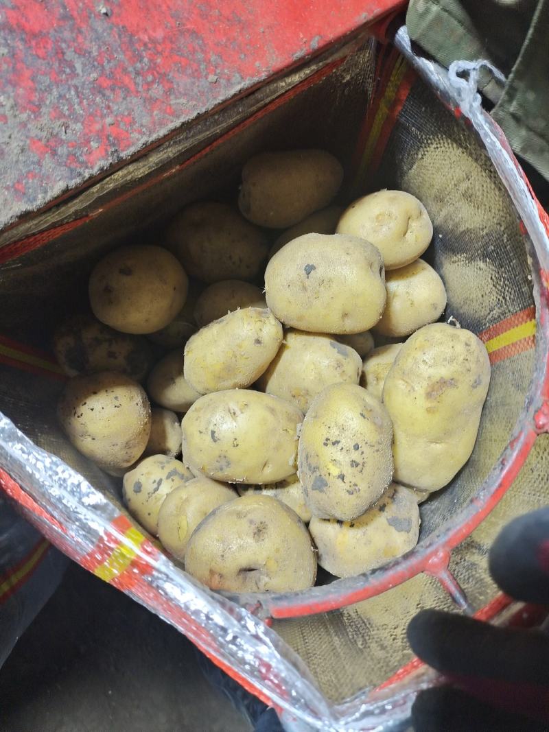 土豆内蒙黄心土豆兴佳荷兰尤金黄金薯V7西森