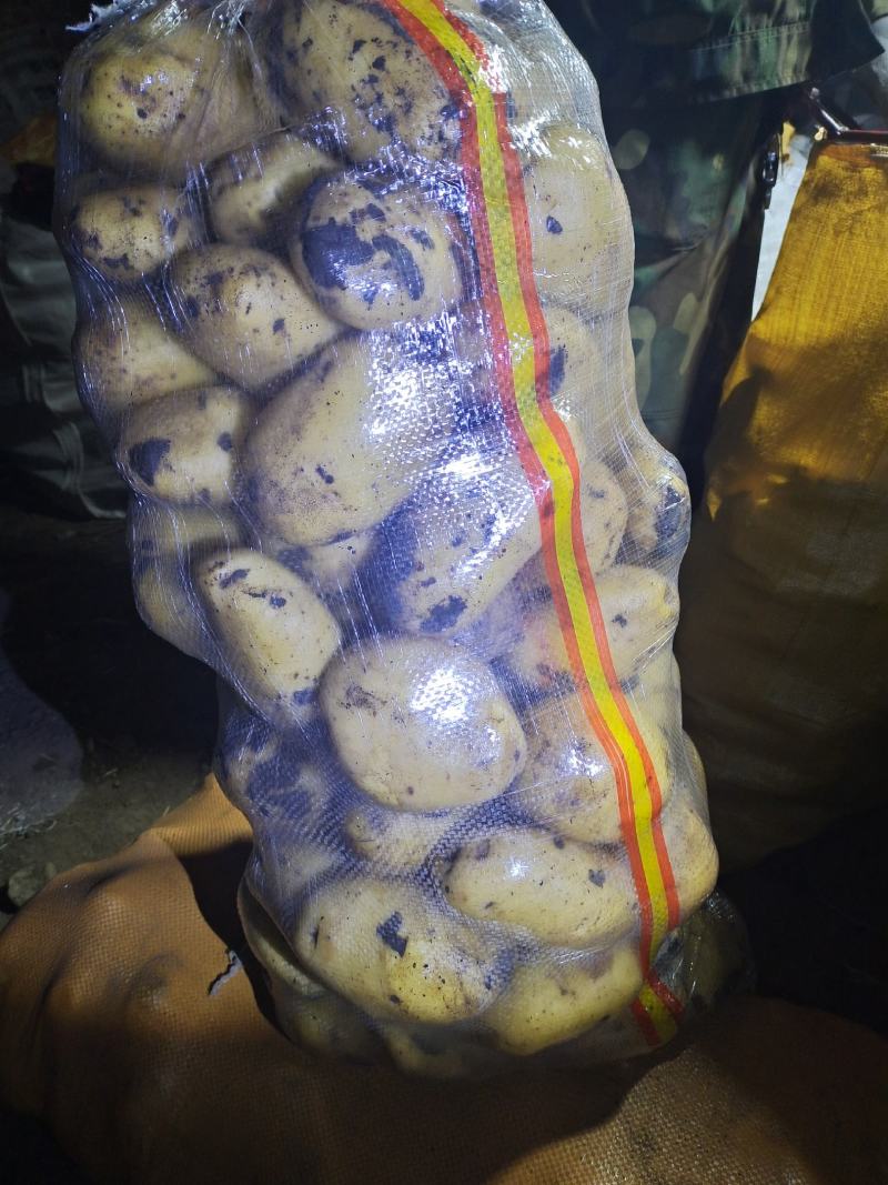 土豆内蒙黄心土豆兴佳荷兰尤金黄金薯V7西森