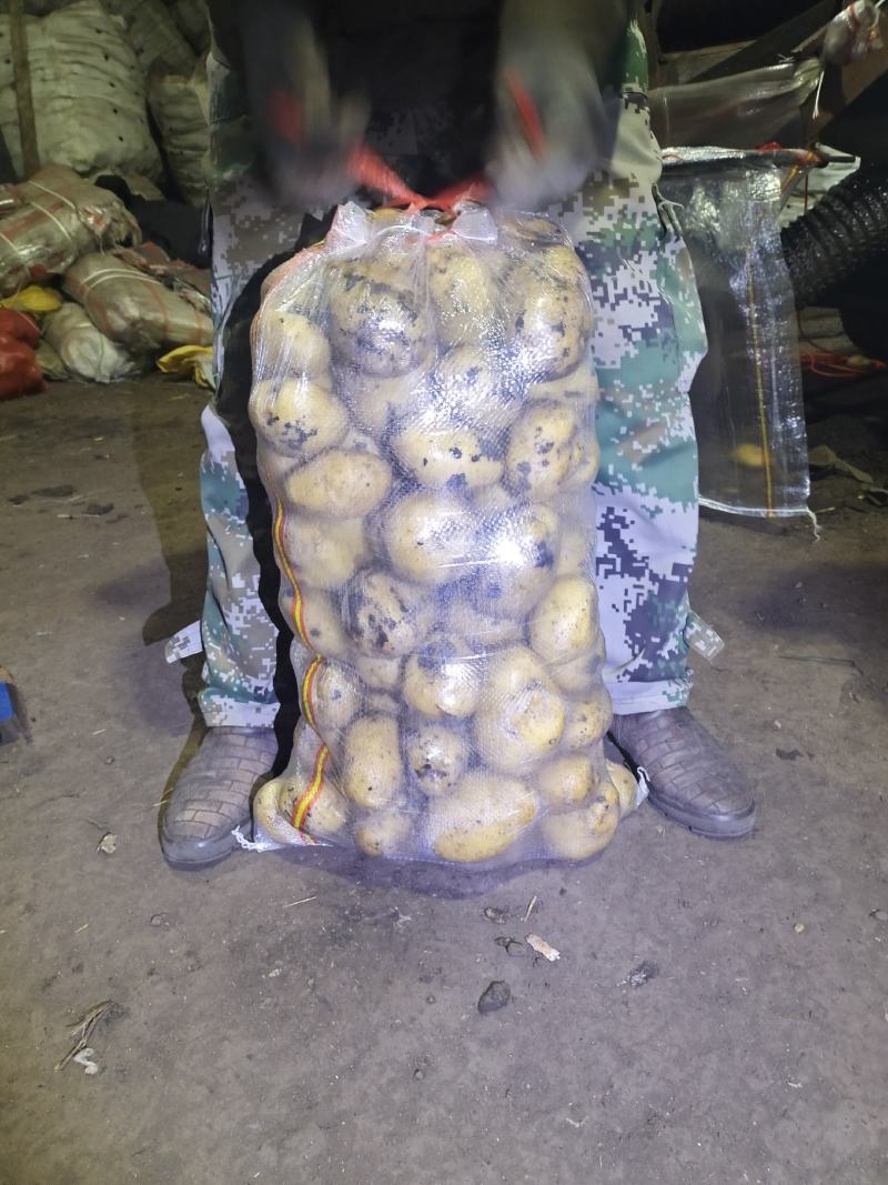 土豆内蒙黄心土豆兴佳荷兰尤金黄金薯V7西森