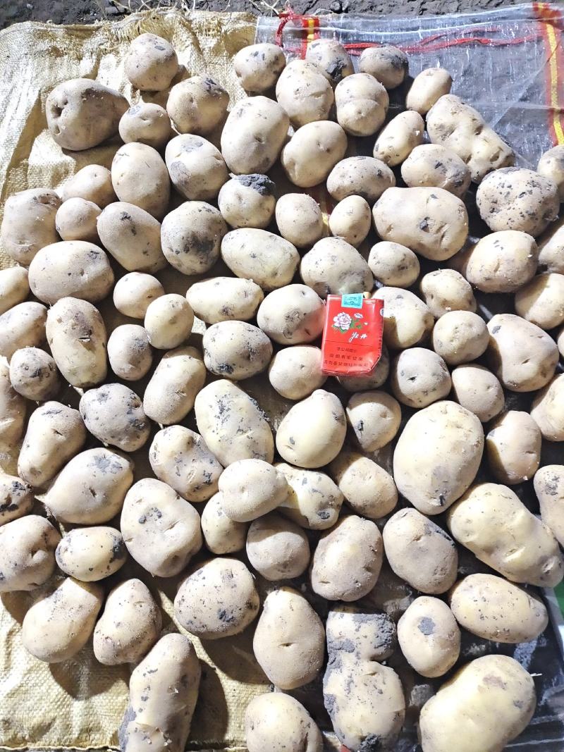 土豆内蒙黄心土豆兴佳荷兰尤金黄金薯V7西森