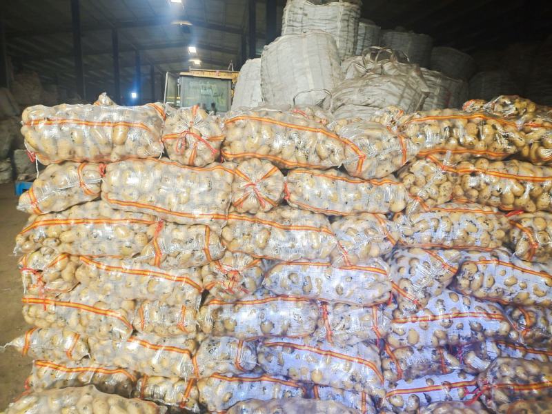 土豆内蒙黄心土豆兴佳荷兰尤金黄金薯V7西森